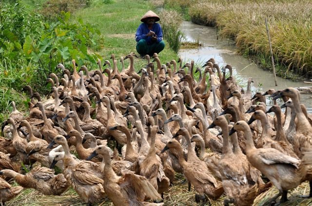 Bantuan Ternak Itik di Banten: Syarat dan Mekanisme Pengajuan untuk Kelompok